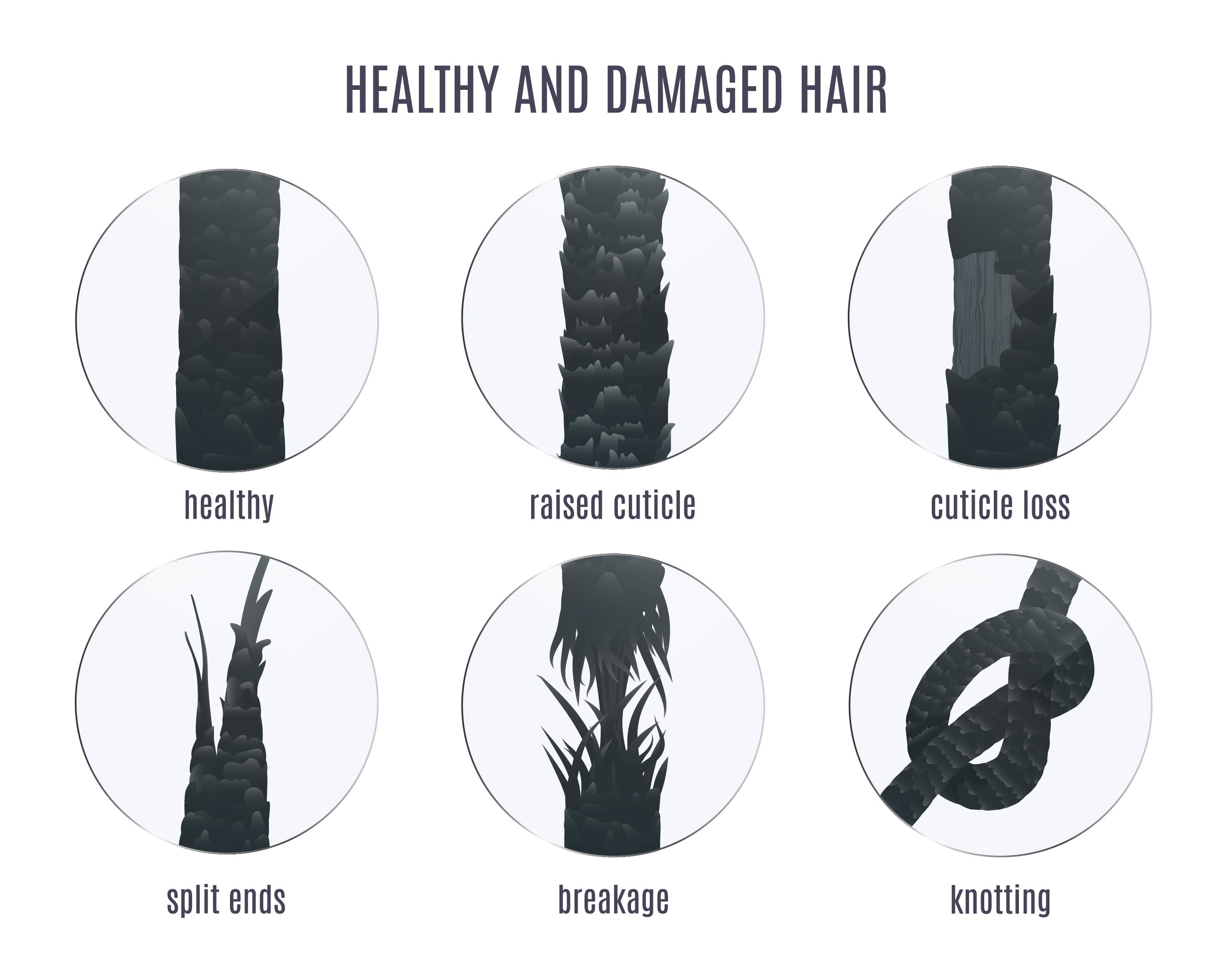 Healthy and Damaged Hair