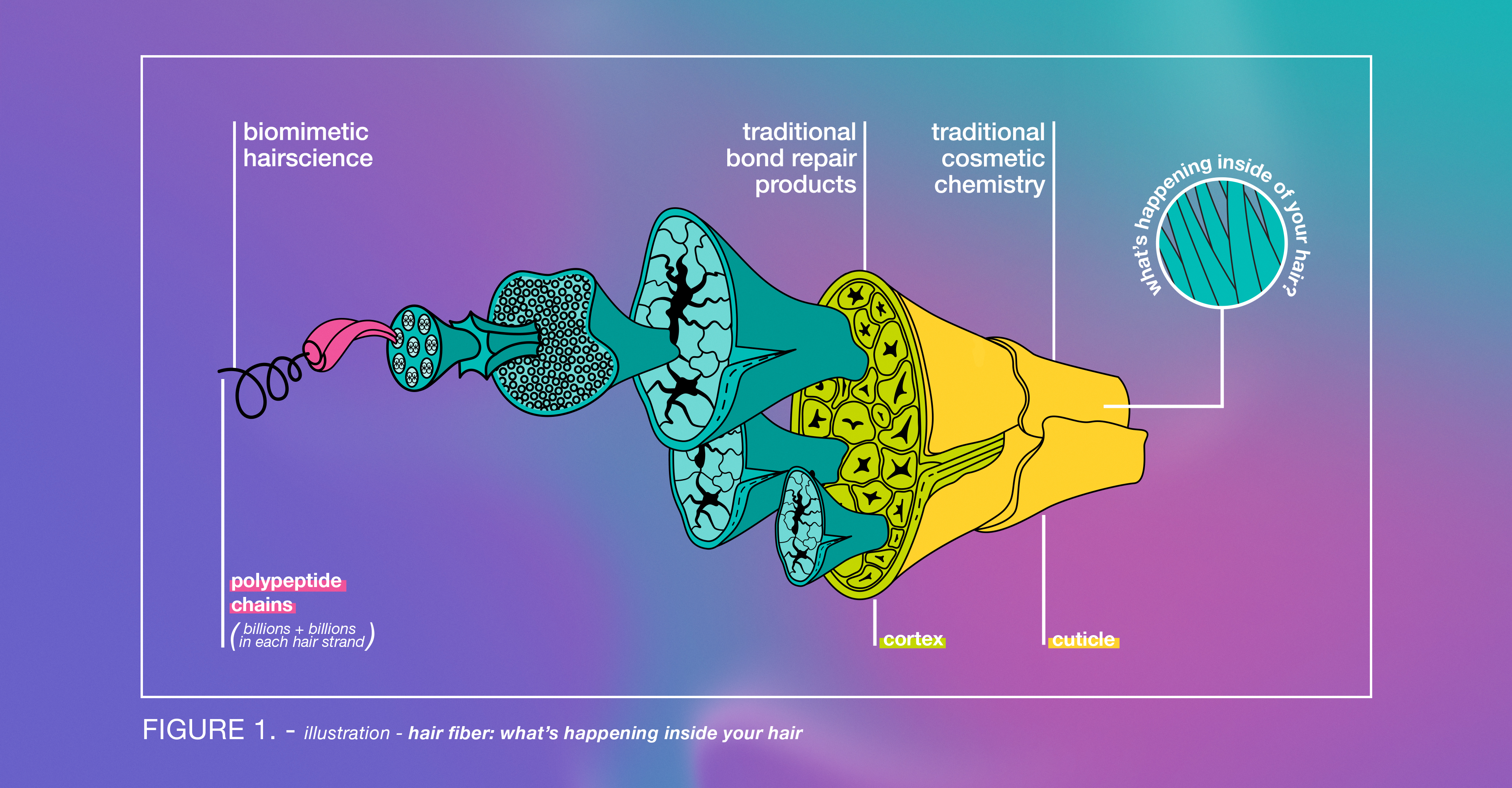 Hair Cortex